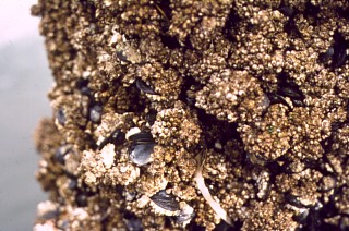 Barnacles and mussels both have shells made of calcium carbonate
