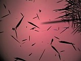 Formation of iodine crystals